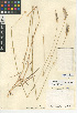  (Hordeum brachyantherum - CCDB-24955-A09)  @11 [ ] CreativeCommons - Attribution Non-Commercial Share-Alike (2015) SDNHM San Diego Natural History Museum