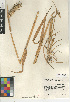  (Hordeum vulgare var. trifurcatum - CCDB-24955-A10)  @11 [ ] CreativeCommons - Attribution Non-Commercial Share-Alike (2015) SDNHM San Diego Natural History Museum