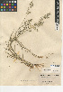  (Eragrostis cilianensis - CCDB-24955-B06)  @11 [ ] CreativeCommons - Attribution Non-Commercial Share-Alike (2015) SDNHM San Diego Natural History Museum