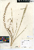  (Festuca perennis - CCDB-24955-B08)  @11 [ ] CreativeCommons - Attribution Non-Commercial Share-Alike (2015) SDNHM San Diego Natural History Museum