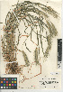  ( - CCDB-24955-B10)  @11 [ ] CreativeCommons - Attribution Non-Commercial Share-Alike (2015) SDNHM San Diego Natural History Museum