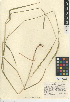  (Elymus glaucus - CCDB-24955-C05)  @11 [ ] CreativeCommons - Attribution Non-Commercial Share-Alike (2015) SDNHM San Diego Natural History Museum