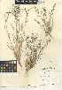  ( - CCDB-24955-C06)  @11 [ ] CreativeCommons - Attribution Non-Commercial Share-Alike (2015) SDNHM San Diego Natural History Museum