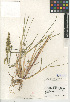  (Echinochloa muricata - CCDB-24955-D04)  @11 [ ] CreativeCommons - Attribution Non-Commercial Share-Alike (2015) SDNHM San Diego Natural History Museum