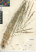  (Elymus triticoides - CCDB-24955-D06)  @11 [ ] CreativeCommons - Attribution Non-Commercial Share-Alike (2015) SDNHM San Diego Natural History Museum