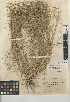  (Eragrostis pectinacea var. miserrima - CCDB-24955-D07)  @11 [ ] CreativeCommons - Attribution Non-Commercial Share-Alike (2015) SDNHM San Diego Natural History Museum