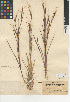  ( - CCDB-24955-D09)  @11 [ ] CreativeCommons - Attribution Non-Commercial Share-Alike (2015) SDNHM San Diego Natural History Museum
