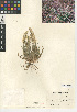  ( - CCDB-24955-E11)  @11 [ ] CreativeCommons - Attribution Non-Commercial Share-Alike (2015) SDNHM San Diego Natural History Museum