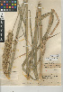  (Elymus condensatus - CCDB-24955-F05)  @11 [ ] CreativeCommons - Attribution Non-Commercial Share-Alike (2015) SDNHM San Diego Natural History Museum