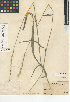  (Elymus stebbinsii - CCDB-24955-F06)  @11 [ ] CreativeCommons - Attribution Non-Commercial Share-Alike (2015) SDNHM San Diego Natural History Museum