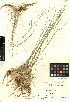  ( - CCDB-24955-G03)  @11 [ ] CreativeCommons - Attribution Non-Commercial Share-Alike (2015) SDNHM San Diego Natural History Museum