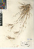  (Elymus multisetus - CCDB-24955-G06)  @11 [ ] CreativeCommons - Attribution Non-Commercial Share-Alike (2015) SDNHM San Diego Natural History Museum