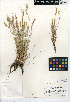  ( - CCDB-24955-G08)  @11 [ ] CreativeCommons - Attribution Non-Commercial Share-Alike (2015) SDNHM San Diego Natural History Museum