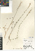  (Elymus X hansenii - CCDB-24955-H06)  @11 [ ] CreativeCommons - Attribution Non-Commercial Share-Alike (2015) SDNHM San Diego Natural History Museum
