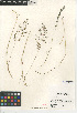  ( - CCDB-24955-H07)  @11 [ ] CreativeCommons - Attribution Non-Commercial Share-Alike (2015) SDNHM San Diego Natural History Museum
