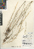  (Stipa occidentalis var. pubescens - CCDB-24956-A08)  @11 [ ] CreativeCommons - Attribution Non-Commercial Share-Alike (2015) SDNHM San Diego Natural History Museum