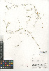  ( - CCDB-24956-A09)  @11 [ ] CreativeCommons - Attribution Non-Commercial Share-Alike (2015) SDNHM San Diego Natural History Museum