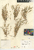  ( - CCDB-24956-B05)  @11 [ ] CreativeCommons - Attribution Non-Commercial Share-Alike (2015) SDNHM San Diego Natural History Museum