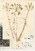  (Bloomeria crocea var. crocea - CCDB-24956-C11)  @11 [ ] CreativeCommons - Attribution Non-Commercial Share-Alike (2015) SDNHM San Diego Natural History Museum