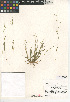  ( - CCDB-24956-D04)  @11 [ ] CreativeCommons - Attribution Non-Commercial Share-Alike (2015) SDNHM San Diego Natural History Museum