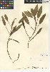  ( - CCDB-24956-E10)  @11 [ ] CreativeCommons - Attribution Non-Commercial Share-Alike (2015) SDNHM San Diego Natural History Museum