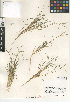  (Paspalum vaginatum - CCDB-24956-F02)  @11 [ ] CreativeCommons - Attribution Non-Commercial Share-Alike (2015) SDNHM San Diego Natural History Museum