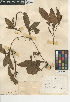  ( - CCDB-24956-F10)  @11 [ ] CreativeCommons - Attribution Non-Commercial Share-Alike (2015) SDNHM San Diego Natural History Museum