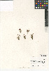  ( - CCDB-24957-A04)  @11 [ ] CreativeCommons - Attribution Non-Commercial Share-Alike (2015) SDNHM San Diego Natural History Museum