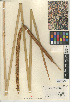  ( - CCDB-24957-G01)  @11 [ ] CreativeCommons - Attribution Non-Commercial Share-Alike (2015) SDNHM San Diego Natural History Museum