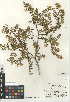  (Larrea tridentata - CCDB-24957-G03)  @11 [ ] CreativeCommons - Attribution Non-Commercial Share-Alike (2015) SDNHM San Diego Natural History Museum