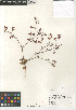  (Chorizanthe fimbriata - CCDB-24960-A07)  @11 [ ] CreativeCommons - Attribution Non-Commercial Share-Alike (2015) SDNHM San Diego Natural History Museum