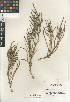  ( - CCDB-24960-B02)  @11 [ ] CreativeCommons - Attribution Non-Commercial Share-Alike (2015) SDHNM San Diego Natural History Museum