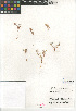  ( - CCDB-24960-C08)  @11 [ ] CreativeCommons - Attribution Non-Commercial Share-Alike (2015) SDNHM San Diego Natural History Museum