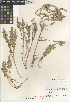  ( - CCDB-24960-D02)  @11 [ ] CreativeCommons - Attribution Non-Commercial Share-Alike (2015) SDNHM San Diego Natural History Museum