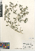  ( - CCDB-24960-E01)  @11 [ ] CreativeCommons - Attribution Non-Commercial Share-Alike (2015) SDNHM San Diego Natural History Museum