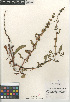  ( - CCDB-24960-E12)  @11 [ ] CreativeCommons - Attribution Non-Commercial Share-Alike (2015) SDNHM San Diego Natural History Museum