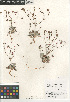  ( - CCDB-24960-F11)  @11 [ ] CreativeCommons - Attribution Non-Commercial Share-Alike (2015) SDNHM San Diego Natural History Museum