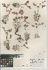  ( - CCDB-24960-H11)  @11 [ ] CreativeCommons - Attribution Non-Commercial Share-Alike (2015) SDNHM San Diego Natural History Museum