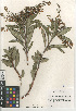  (Comarostaphylis diversifolia diversifolia - CCDB-24962-A02)  @11 [ ] CreativeCommons - Attribution Non-Commercial Share-Alike (2015) SDNHM San Diego Natural History Museum