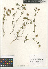  (Trifolium gracilentum - CCDB-24962-A05)  @11 [ ] CreativeCommons - Attribution Non-Commercial Share-Alike (2015) SDNHM San Diego Natural History Museum