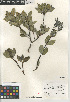  ( - CCDB-24962-A07)  @11 [ ] CreativeCommons - Attribution Non-Commercial Share-Alike (2015) SDNHM San Diego Natural History Museum