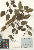  ( - CCDB-24962-A09)  @11 [ ] CreativeCommons - Attribution Non-Commercial Share-Alike (2015) SDNHM San Diego Natural History Museum