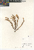  ( - CCDB-24962-A11)  @11 [ ] CreativeCommons - Attribution Non-Commercial Share-Alike (2015) SDNHM San Diego Natural History Museum