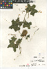  (Marah macrocarpa - CCDB-24962-B01)  @11 [ ] CreativeCommons - Attribution Non-Commercial Share-Alike (2015) SDNHM San Diego Natural History Museum