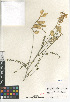  (Astragalus trichopodus - CCDB-24962-B04)  @11 [ ] CreativeCommons - Attribution Non-Commercial Share-Alike (2015) SDNHM San Diego Natural History Museum