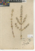  (Condea - CCDB-24943-E11)  @11 [ ] CreativeCommons - Attribution Non-Commercial Share-Alike (2015) SDNHM San Diego Natural History Museum