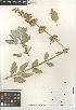  ( - CCDB-24962-B10)  @11 [ ] CreativeCommons - Attribution Non-Commercial Share-Alike (2015) SDNHM San Diego Natural History Museum