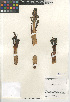  ( - CCDB-24962-B11)  @11 [ ] CreativeCommons - Attribution Non-Commercial Share-Alike (2015) SDNHM San Diego Natural History Museum