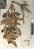  (Avicennia marina - CCDB-24962-C09)  @11 [ ] CreativeCommons - Attribution Non-Commercial Share-Alike (2015) SDNHM San Diego Natural History Museum
