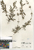  ( - CCDB-24962-C10)  @11 [ ] CreativeCommons - Attribution Non-Commercial Share-Alike (2015) SDNHM San Diego Natural History Museum